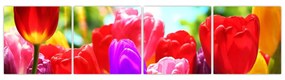 Tulipány - obraz