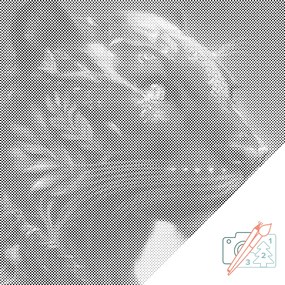 Gario Bodkovanie Čierna puma Rozmery: 50 x 50 cm, Rámovanie: S vnútorným rámom, Farba bodiek: Červená