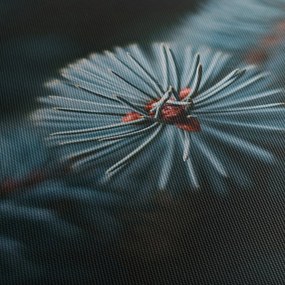 Obraz vetvičky ihličnatého stromu (70x50 cm)