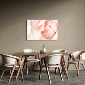 Obraz - Ruže (90x60 cm)