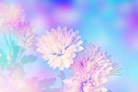 Tapeta chryzantéma v zaujímavom svetle