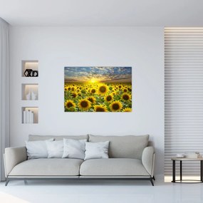 Obraz - Slnečnica pri západe slnka (90x60 cm)