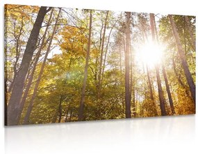 Obraz les v jesenných farbách