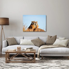 Obraz - Tigrice a jej mláďa (70x50 cm)