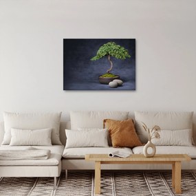 Obraz - Bonsai (70x50 cm)