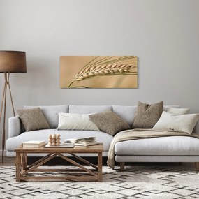 Obraz - Pšenica (120x50 cm)