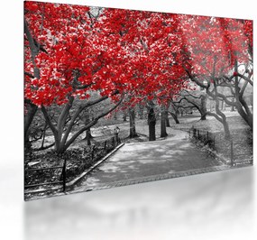 Sklenený obraz - Červené stromy, Central Park, New York (70x50 cm)
