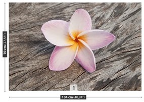 Fototapeta Vliesová Frangipani wood 250x104 cm