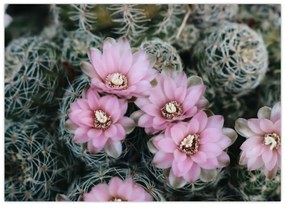 Sklenený obraz kvet kaktusu (70x50 cm)