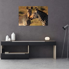 Obraz - Dve zebry (90x60 cm)