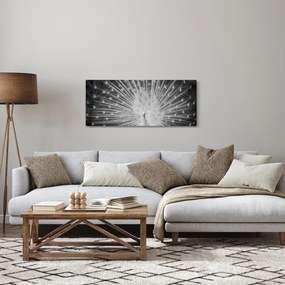 Obraz - Biely páv (120x50 cm)