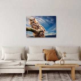 Obraz - Sova (70x50 cm)