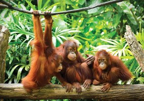 Fototapeta - Orangutan v džungli (254x184 cm)