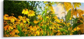 Obraz žltých kvetov (120x50 cm)
