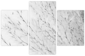 Obraz - Pampas grass N⁰2 (90x60 cm)