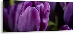 Obraz kvetov tulipánov (120x50 cm)