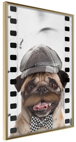 Artgeist Plagát - Pug In Hat [Poster] Veľkosť: 20x30, Verzia: Zlatý rám