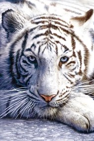 Plagát, Obraz - White tiger, (61 x 91.5 cm)