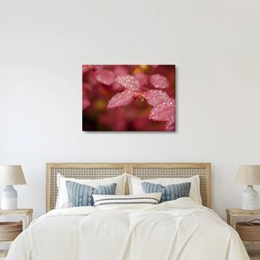 Obraz - Makro snímka lístka (70x50 cm)