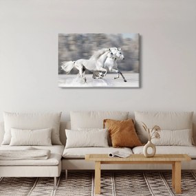 Obraz - Biele kone v zime (90x60 cm)