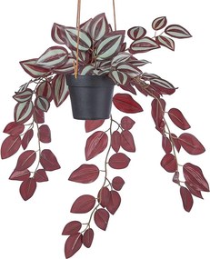 FLORISTA Tradescantia zebrina v kvetináči 50 cm