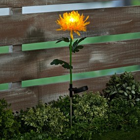 Solárna chryzantéma, žltá Výška 71 cm