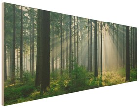 Drevenné obrazy Osvietený les