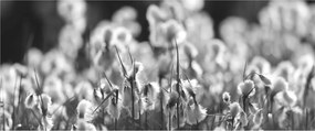 Obraz - Letná lúka (120x50 cm)