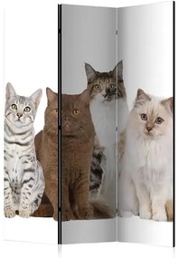 Paraván - Sweet Cats [Room Dividers] Veľkosť: 135x172, Verzia: Jednostranný