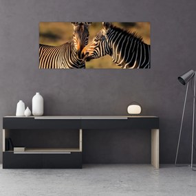 Obraz - Dve zebry (120x50 cm)
