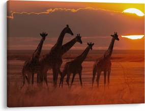 Obraz - Žirafy v africkej savane (70x50 cm)