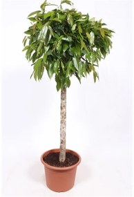 Fikus - Ficus binnendijkii "Amstel King" 40x170 cm