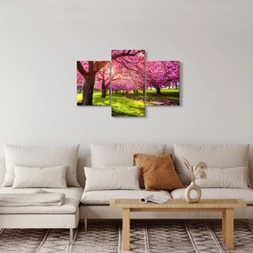 Obraz rozkvitnutých čerešní, Hurd Park, Dover, New Jersey (90x60 cm)