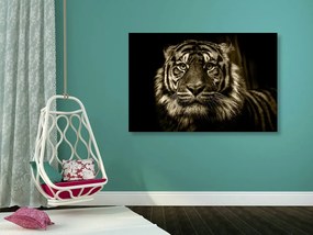 Obraz tiger v sépiovom prevedení Varianta: 120x80