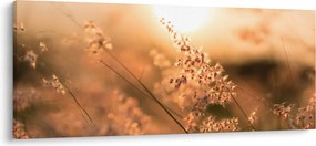 Obraz - Tráva na slnku (120x50 cm)
