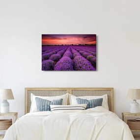 Obraz - Levanduľové pole (90x60 cm)