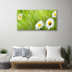 Obraz na plátne Tráva sedmokrásky príroda 140x70 cm