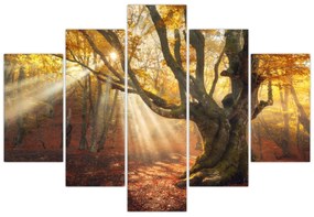 Obraz - Jesenný svit (150x105 cm)