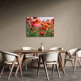 Obraz z poľa vlčích makov (70x50 cm)