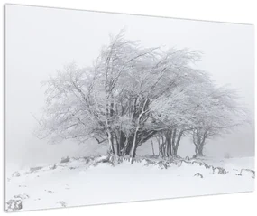 Obraz - Biela zima (90x60 cm)