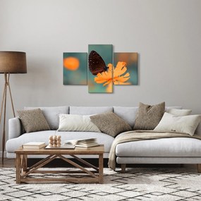 Obraz - motýľ na oranžovom kvete (90x60 cm)
