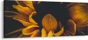 Obraz - Slnečnica v čiernom pozadí (120x50 cm)