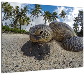 Sklenený obraz korytnačky (70x50 cm)