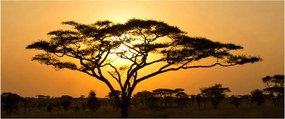 Obraz - Africká savana (120x50 cm)