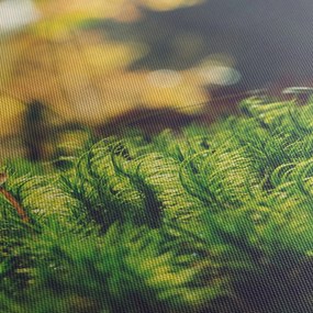 Obraz machu s hubou (120x50 cm)