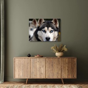 Sklenený obraz psa husky (70x50 cm)