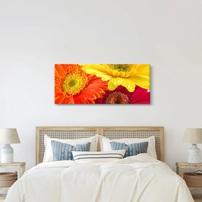 Obraz - Kvety Gerbery (120x50 cm)