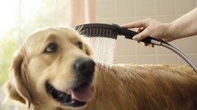 Hansgrohe DogShower, ručná sprcha pre psa, ružová, HAN-26640560