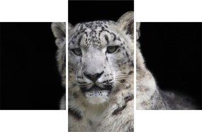 Obraz - Leopard snežný (90x60 cm)