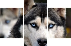 Obraz psa husky (90x60 cm)